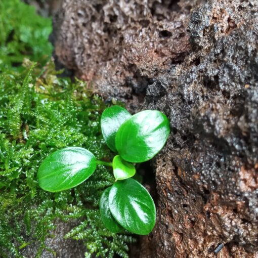 Anubias Black