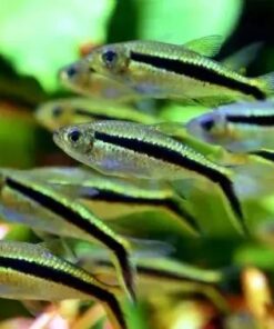 Alternative view of Penguin Tetra Ballon