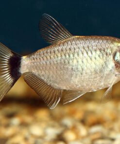 Alternative view of Red Eye Tetra