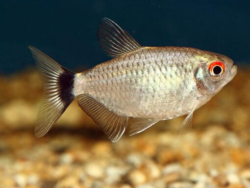 Red Eye Tetra - Image 2