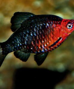 Alternative view of Ruby Barb