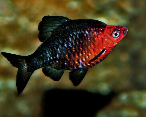 Ruby Barb - Image 2