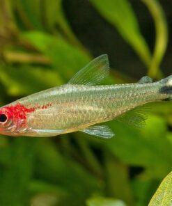 Alternative view of Rummy Nose Tetra