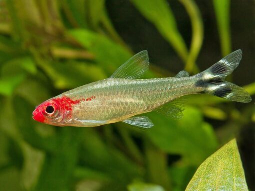 Rummy Nose Tetra - Image 2