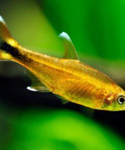 Alternative view of Silver Tip Tetra