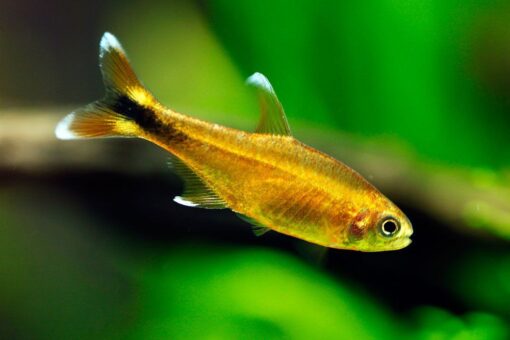 Silver Tip Tetra - Image 2