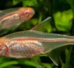 Albino Blowlight Tetra