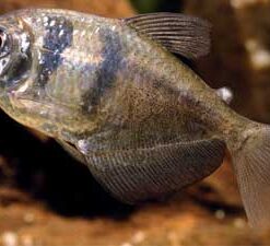 Black Tetra