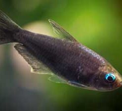 Black Emperor Tetra