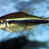 Black Neon Tetra