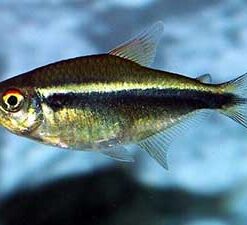 Black Neon Tetra