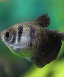 Alternative view of Black Tetra