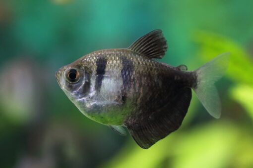 Black Tetra - Image 2