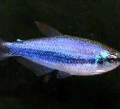 Blue Emperor Tetra