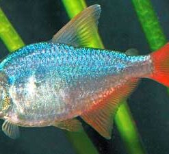 Columbian Tetra