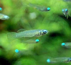 Lamp Eye Tetra