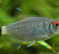 Red Eye Tetra