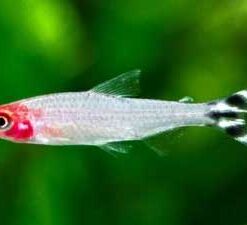 Rummy Nose Tetra