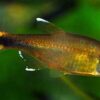 Silver Tip Tetra