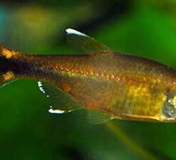 Silver Tip Tetra