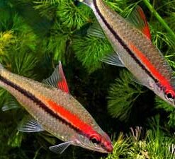 Red-Lined Torpedo Barb