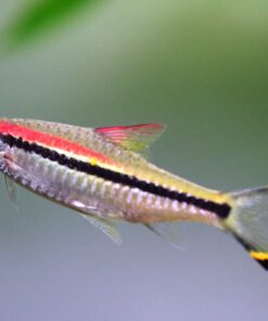 Alternative view of Red-Lined Torpedo Barb