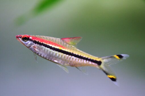 Red-Lined Torpedo Barb - Image 2
