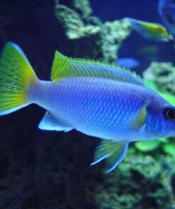 Chiclids