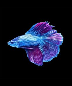 Betta