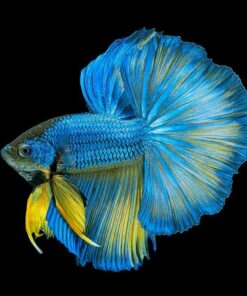 Betta