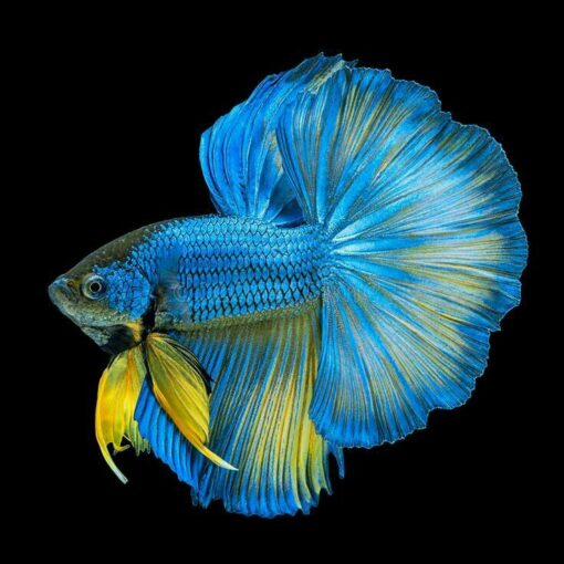 Betta
