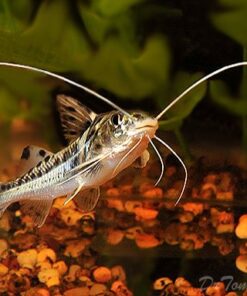 Catfish