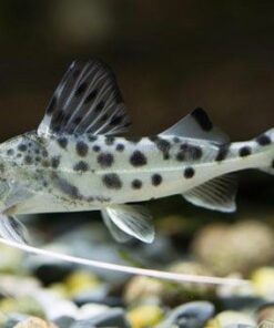 Catfish