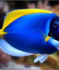 Dori