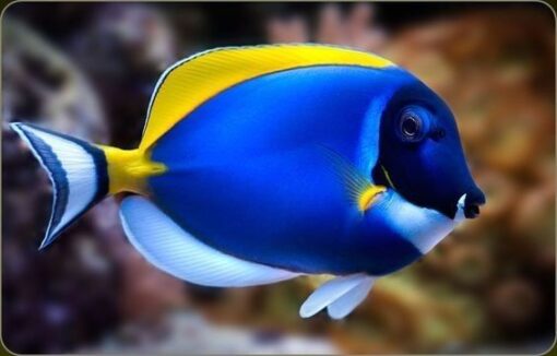 Dori