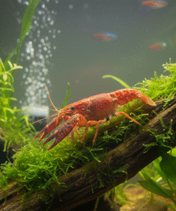 Crayfish