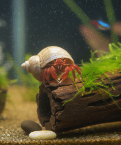 Hermit Crab
