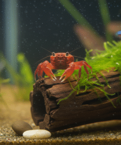 Crab