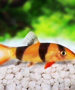 Loach