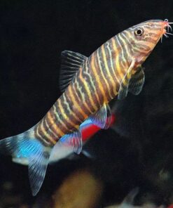 Loach