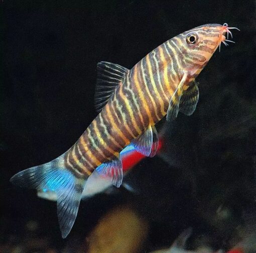 Loach
