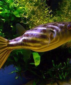 Puffer