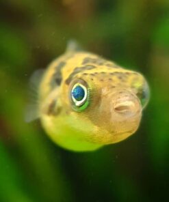 Puffer Pea