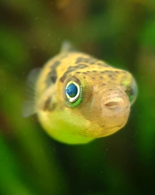 Puffer Pea