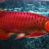 Arowana Red