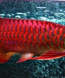 Arowana Red