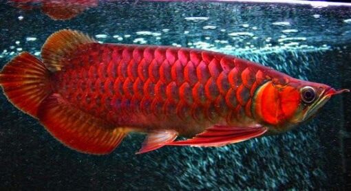 Arowana Red