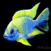 Chiclids Lemon Jake African