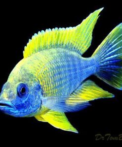 Chiclids Lemon Jake African