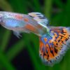 Guppy